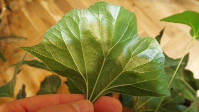 Brachychiton populneus - brachychiton topolový - list - rub